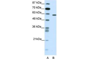 Western Blotting (WB) image for anti-Nuclear Receptor Subfamily 1, Group D, Member 2 (NR1D2) antibody (ABIN2461741) (NR1D2 anticorps)