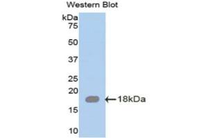 Western Blotting (WB) image for anti-serglycin (SRGN) (AA 28-152) antibody (ABIN1078524) (SRGN anticorps  (AA 28-152))