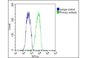 Overlay histogram showing Hela cells stained with (ABIN388948 and ABIN2850433)(green line).