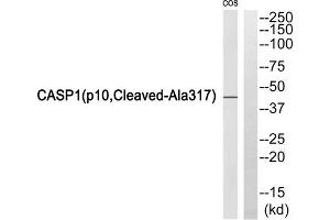 Western blot analysis of extracts from COS7 cells, using Caspase 1 (p10, Cleaved-Ala317) antibody. (Caspase 1 anticorps  (Cleaved-Ala317))