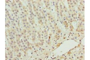 Immunohistochemistry of paraffin-embedded human adrenal gland tissue using ABIN7176171 at dilution of 1:100 (ZNF226 anticorps  (AA 1-94))