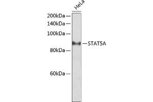 Western blot analysis of extracts of HeLa cells, using STA antibody (ABIN6128540, ABIN6148576, ABIN6148578 and ABIN6223670) at 1:2000 dilution. (STAT5A anticorps  (AA 635-794))