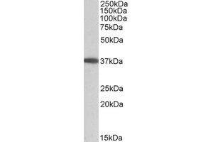 Western Blotting (WB) image for anti-Monoacylglycerol O-Acyltransferase 2 (MOGAT2) (Internal Region) antibody (ABIN2464724) (MOGAT2 anticorps  (Internal Region))