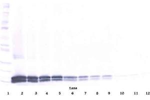 Western Blot (Reduced) using Biotin conjugated anti-Interleukin-17B / IL17B antibody