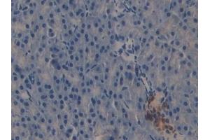 Detection of TRAF2 in Mouse Pancreas Tissue using Polyclonal Antibody to TNF Receptor Associated Factor 2 (TRAF2)
