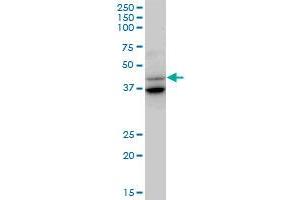 GAS7 MaxPab polyclonal antibody.