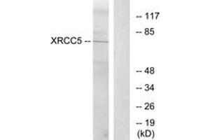 Western blot analysis of extracts from Jurkat cells, using XRCC5 Antibody. (X-Ray Repair Cross Complementing 5 (AA 441-490) anticorps)