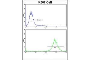 Flow Cytometric analysis of K562 cells using P4HB Antibody (C-term)(bottom histogram) compared to a Negative Control cell (top histogram). (P4HB anticorps  (C-Term))