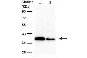 WB Image Sample (30 ug of whole cell lysate) A: 293T B: A431 , C: H1299 D: Hela E: Hep G2 , F: Molt-4 , G: Raji 10% SDS PAGE antibody diluted at 1:1000 (MTHFD2 anticorps)