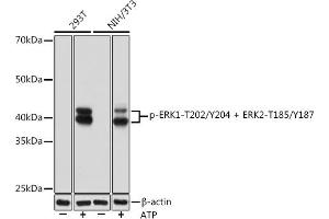 Western blot analysis of extracts of various cell lines, using Phospho-ERK1-T202/Y204 + ERK2-T185/Y187 Rabbit mAb (ABIN7268623) at 1:1000 dilution. (ERK1 anticorps  (pThr185, pThr202, pThr204, pTyr187))