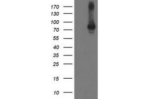 Image no. 2 for anti-Signal Transducer and Activator of Transcription 4 (STAT4) antibody (ABIN1501180)