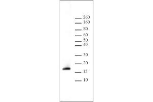 Histone H3 dimethyl Lys9 antibody tested by Western blot. (Histone 3 anticorps  (H3K9me2))