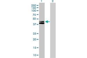 Western Blot analysis of RTN4IP1 expression in transfected 293T cell line by RTN4IP1 MaxPab polyclonal antibody. (RTN4IP1 anticorps  (AA 1-396))