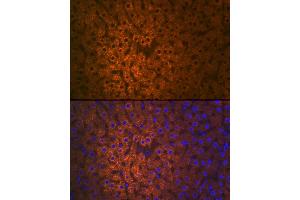 Immunofluorescence analysis of Rat liver cells using FMO3 antibody (ABIN7267216) at dilution of 1:100.