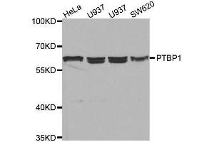 Western blot analysis of extracts of various cell lines, using PTBP1 antibody. (PTBP1 anticorps  (AA 1-290))