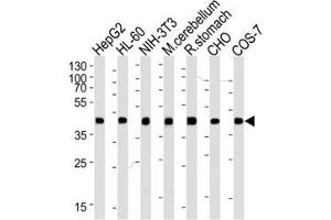 Western blot analysis of lysate from HepG2, HL-60, mouse NIH3T3 cell line, mouse cerebellum and rat stomach tissue lysate, CHO, COS-7 lysate (left to right) using beta-Actin antibody at 1:1000 for each lane.