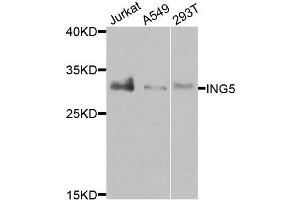 Western blot analysis of extracts of various cells, using ING5 antibody. (ING5 anticorps)