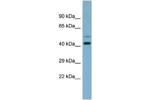 Host:  Rabbit  Target Name:  ZNF506  Sample Type:  THP-1 whole cell lysates  Antibody Dilution:  1. (ZNF506 anticorps  (C-Term))