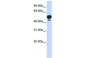 Image no. 1 for anti-Ring Finger Protein 1 (RING1) (AA 252-301) antibody (ABIN6742356)