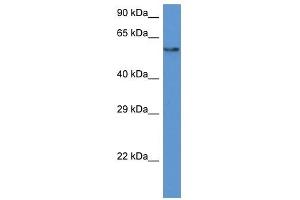 Western Blot showing PAF1 antibody used at a concentration of 1 ug/ml against HepG2 Cell Lysate (PAF1/PD2 anticorps  (N-Term))