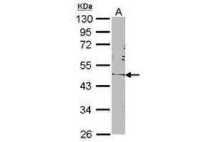 Image no. 2 for anti-POU Class 5 Homeobox 1 (POU5F1) (AA 101-295) antibody (ABIN467420) (OCT4 anticorps  (AA 101-295))