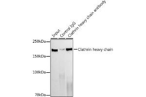Immunoprecipitation analysis of 300 μg extracts of NIH/3T3 cells using 3 μg Clathrin heavy chain antibody (ABIN7266404).