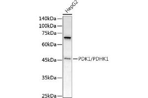 Western blot analysis of extracts of HepG2 cells, using PDK1/PDHK1 antibody (ABIN3015351, ABIN3015352, ABIN1681301, ABIN5663787 and ABIN6214001) at 1:1000 dilution.