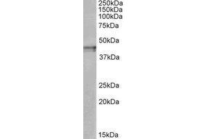 Western Blotting (WB) image for anti-Opioid Receptor, kappa 1 (OPRK1) (C-Term) antibody (ABIN2464786) (OPRK1 anticorps  (C-Term))