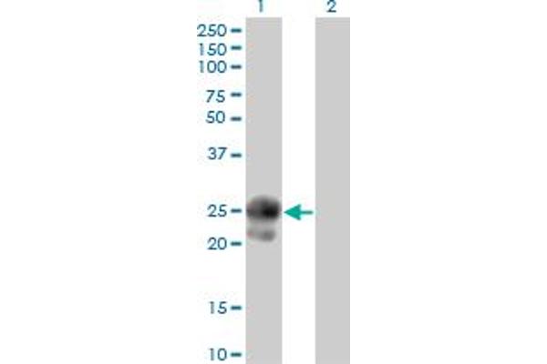 BAMBI anticorps  (AA 1-260)