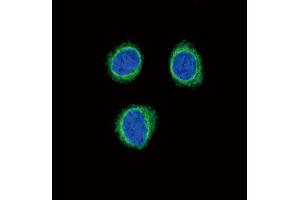 Confocal immunofluorescent analysis of EDNRB Antibody (C-term) (ABIN390760 and ABIN2841017) with 293 cell followed by Alexa Fluor®488-conjugated goat anti-rabbit lgG (green). (EDNRB anticorps  (C-Term))