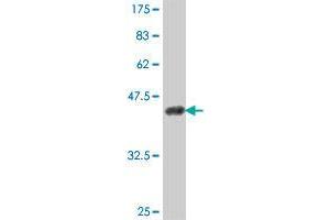 Western Blot detection against Immunogen (38.