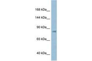 Image no. 1 for anti-Karyopherin (Importin) beta 1 (KPNB1) (AA 144-193) antibody (ABIN6747483) (KPNB1 anticorps  (AA 144-193))