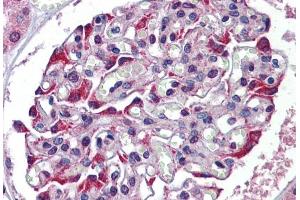 Anti-TDO2 antibody IHC of human kidney.