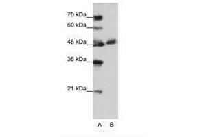 Image no. 1 for anti-WD Repeat Domain 13 (WDR13) (AA 63-112) antibody (ABIN202643) (WDR13 anticorps  (AA 63-112))