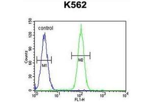 Flow cytometric analysis of K562 cells using DDX27 Antibody (C-term) Cat. (DDX27 anticorps  (C-Term))