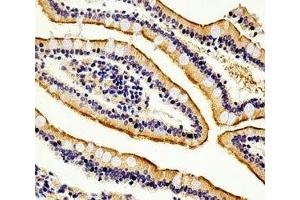 Immunohistochemical analysis of paraffin-embedded human small intestine section using anti-Alkaline Phosphatase antibody diluted at 1:100 dilution. (Alkaline Phosphatase anticorps  (AA 274-304))