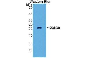 Western Blotting (WB) image for anti-Matrix Metallopeptidase 3 (Stromelysin 1, Progelatinase) (MMP3) (AA 289-452) antibody (ABIN1859854) (MMP3 anticorps  (AA 289-452))