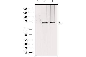 Western blot analysis of extracts from various samples, using TOM70 antibody. (TOM70 anticorps  (C-Term))