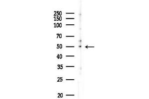 Western blot analysis of lysates from  cells(heat-shock,45 min treatment), using GPR150 Antibody at 1/1000 dilution.