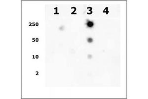 Specificity data: Dot blot analysis was used to confirm the specificity of Histone H2A acetyl Lys9 pAb for acetyl Lys9 of Histone H2A.
