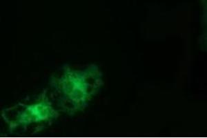 Anti-TCP11L2 mouse monoclonal antibody (ABIN2453875) immunofluorescent staining of COS7 cells transiently transfected by pCMV6-ENTRY TCP11L2 (RC207129). (TCP11L2 anticorps)