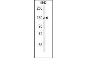 Western blot analysis in K562 cell line lysates (35 µg/lane) using RTL1 Antibody (C-term) Cat.