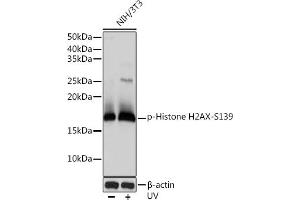 Western blot analysis of extracts of NIH/3T3 cells, using Phospho-Histone H2AX-S139 antibody (ABIN6135258, ABIN6136140, ABIN6136141 and ABIN7101881) at 1:1000 dilution.