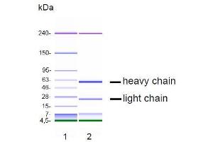 CGE analysis of purified NJ-4F3 monoclonal antibody. (s100a4 anticorps)