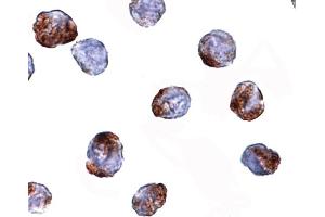 Immunohistochemistry (IHC) image for anti-Methyltransferase Like 7A (METTL7A) (Middle Region) antibody (ABIN1031002) (METTL7A anticorps  (Middle Region))