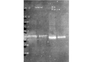 Western Blot of Rabbit anti-Ovalbumin antibody. (Ovalbumin anticorps  (Biotin))