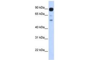 Image no. 1 for anti-Zinc Finger Protein 408 (ZNF408) (AA 648-697) antibody (ABIN6742883) (ZNF408 anticorps  (AA 648-697))