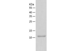 Western Blotting (WB) image for Steroid Receptor RNA Activator 1 (SRA1) (AA 90-236) protein (His-IF2DI Tag) (ABIN7125214)