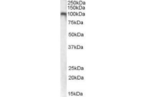 Image no. 1 for anti-Glutamate Receptor, Metabotropic 7 (GRM7) (Internal Region) antibody (ABIN375137)