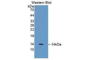 Detection of Recombinant IL33, Human using Monoclonal Antibody to Interleukin 33 (IL33) (IL-33 anticorps  (AA 112-270))